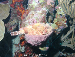 TOOK THIS WITH SEALIFE CAMERA IN BONAIRE.  SCORPIONFISH, ... by Shirley Wolfe 